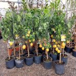  Citrónovník (Citrus limon) ´MEYERI´ - výška 140-150 cm, obvod kmeňa 4/6 cm, kont. C35L